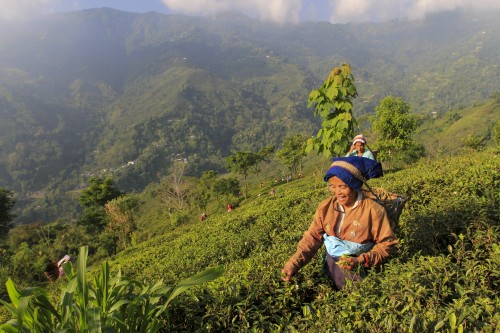 Un thé provenant de la région du Darjeeling